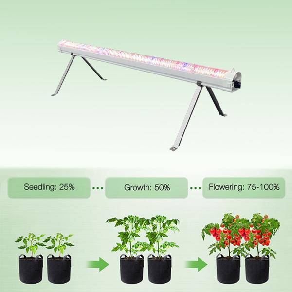 Lumière LED à spectre complet entre rangées bleue rouge 120w sous le canopé pour les plantes d'intérieur