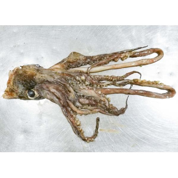 3-008 Equator Squid Tentacles Whole Neck On Chinese Ocean Vessels