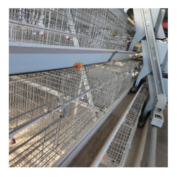 Q235 Galvanizado a quente Colheita automática de ovos de galinha Caixa tipo A para equipamento de criação de gaiolas de camadas