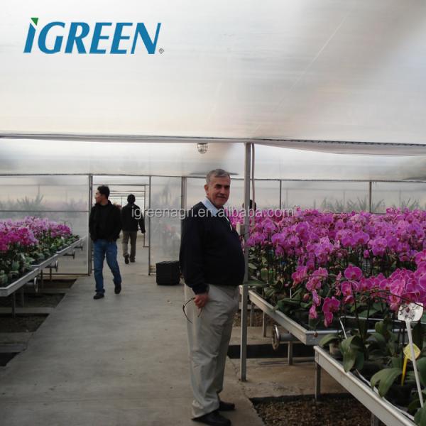 Large Multi-Span PE Film Greenhouse with Single Layer for Hydroponic Tomato Plant Growth