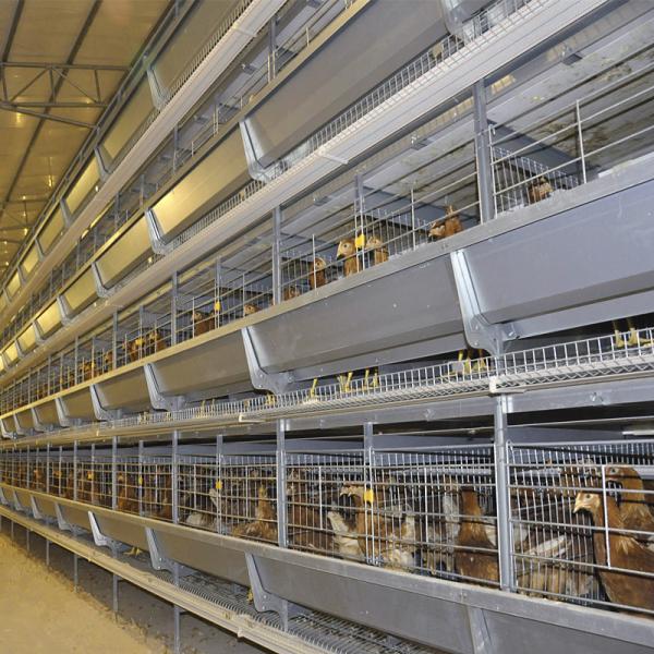 pássaros do sistema 240 de 4Rows 50000 Hen Layer Chicken Cage Battery/gaiola