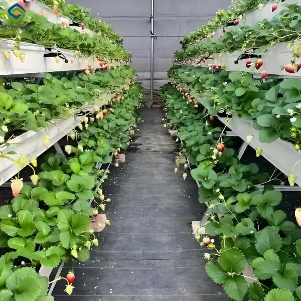 Stable Energy Saving Strawberry Greenhouses With Heating Cooling System
