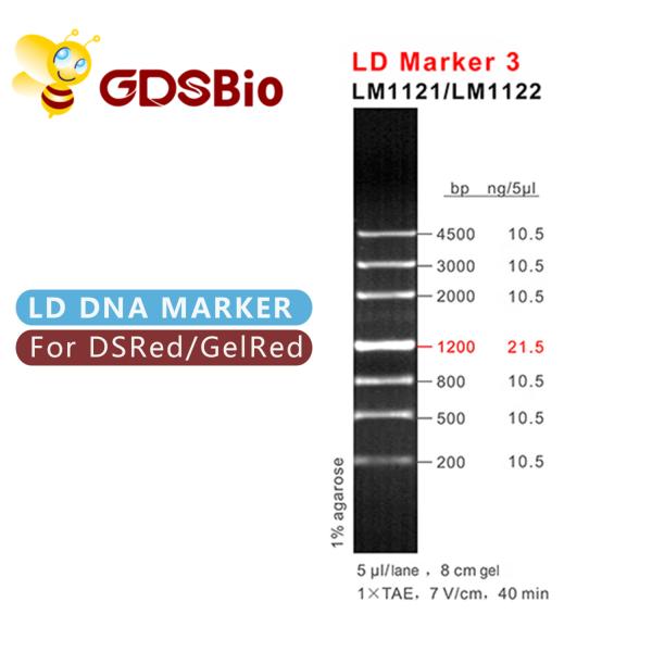 Электрофорез отметки ДНК отметки 3 GDSBio LD 60 приготовлений уроков