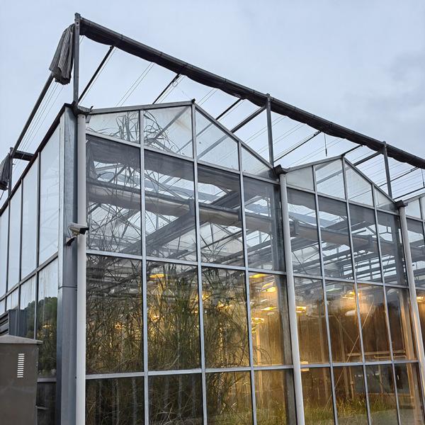 Ultra-Transparent, Sturdy Galvanized VENLO Glass Greenhouses - Ideal For High-Value Flower Cultivation