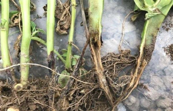 6% Kasugamycin Agriculture Farm Fungicide Prevent Cure Citrus Bacterial Canker Soft Rot Chinese Cabbage