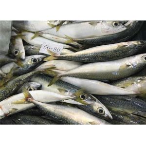 Whole Round 60g 80g Delicious Sea Fresh Frozen Mackerel