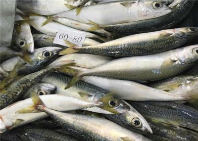 Cavala congelada fresca do mar delicioso inteiro do círculo 60g 80g