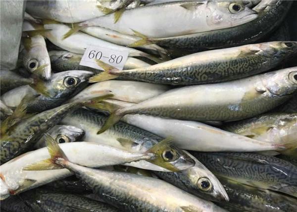 Cavala congelada fresca do mar delicioso inteiro do círculo 60g 80g
