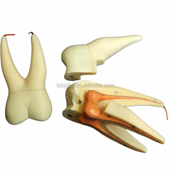 Dental Care Demonstration Detachable Anatomical Teeth Model for Three-Root Molar Teeth