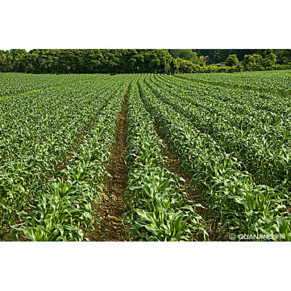 Adubos de 30% Aminoacide Liquide para o cultivo orgânico