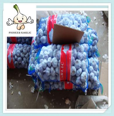 white fresh garlic natural garlic in China eatable quality garlic from china