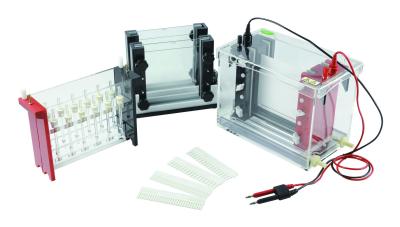 13.2 Kg 2d Gel Electrophoresis System 460 × 230 × 400 Millimeter Volume
