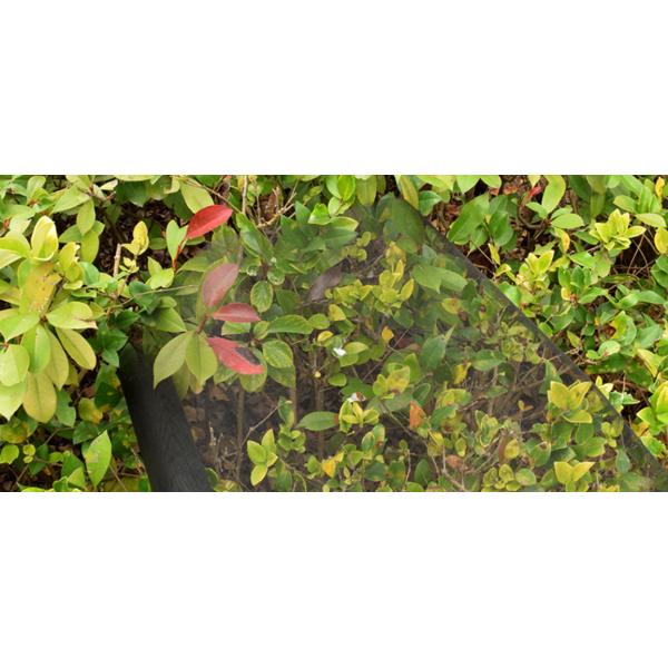 100mの中14*14ガラス繊維の窓スクリーンの金網ロック