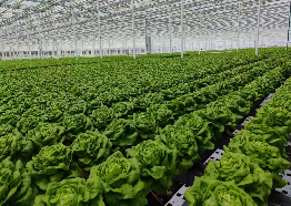 OEM Agricultural Hydroponic Green House With Top And Side Window Ventilation