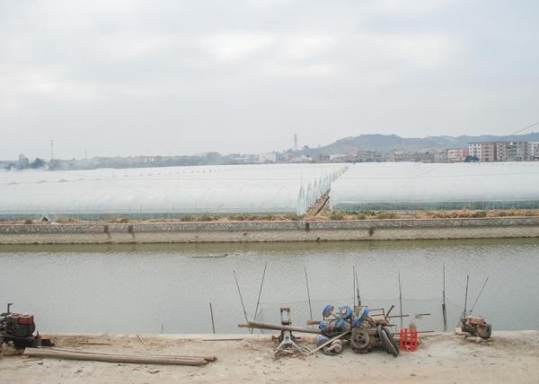 Efficient Single Span Greenhouse Strong Adaptability Suitable For Cultivation