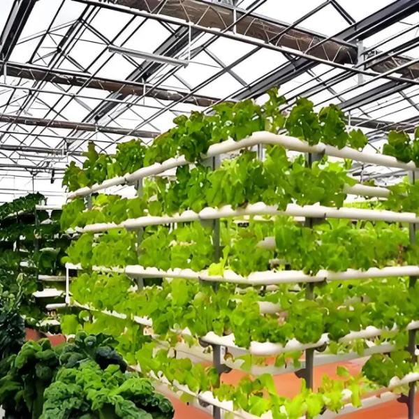 Venlo Glass Greenhouse for Lettuce Hydroponics Stable Structure