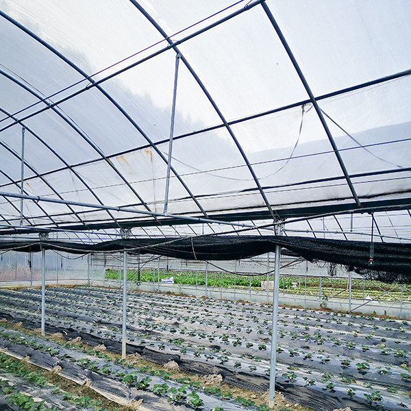 Economical Multi Span Greenhouse For Pepper Farming Rainwater Collection