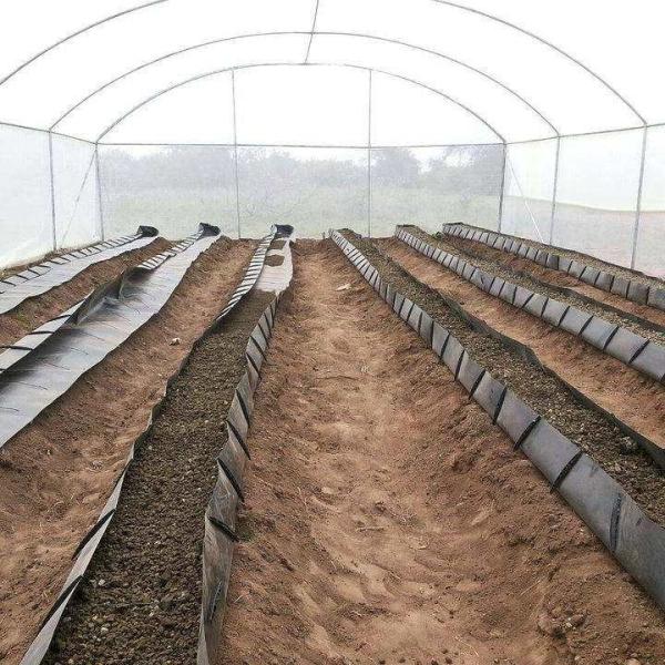 Sistema de cultivo sem solo PP Cultivo através de um canal de coleta através de um canal de cultivo preto Tomates rosas pepinos