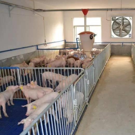 PVC Livestock Farming Equipment 304 For One Stop Pig Farm Project Purchase