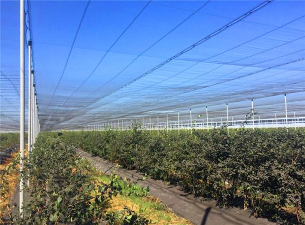 Farm Solution Nets, Crop Solution Netting, 30Mesh, 40Mesh, 50Mesh, Anti Insect Netting