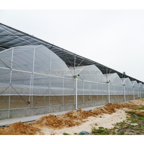 Film Type Multi Span Greenhouse Wide Span Greenhouse With Steel Skeleton And Shoulder Height 2m