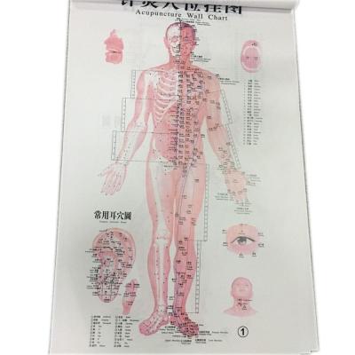 Carta inglesa 7PCS da parede da acupuntura por carta humana ajustada da acupuntura