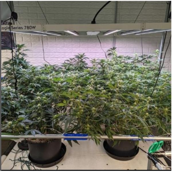 УЛЬТРАФИОЛЕТОВОЕ СИД садоводства инфракрасн растет светлый овощ СИД 780W растет света