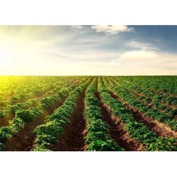 Adubo líquido do Oligosaccharide do ácido aminado para a pulverização Foliar do tomate