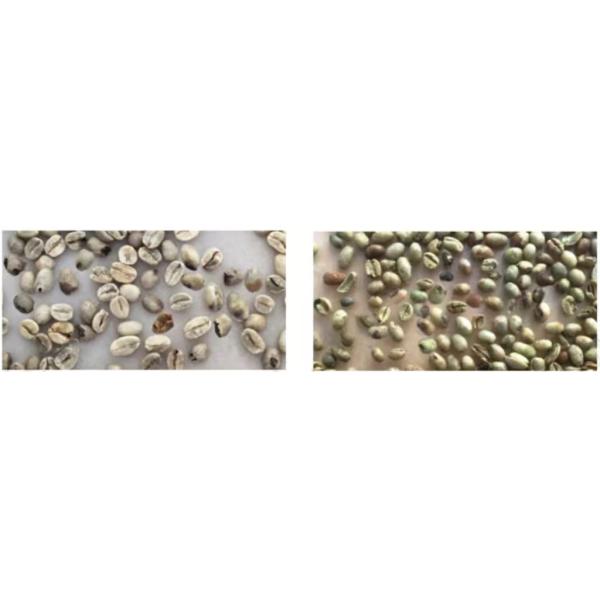 Industrial 64-Channel Intelligent Roasted Coffee Bean Color Sorter.