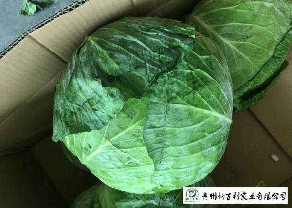 No Pesticide Fresh Flat Head Cabbage , Nutrition Mini Drumhead Cabbage