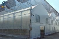 Modern Multispan Greenhouse Flower Growing With Automatic Control System