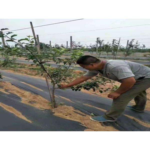 Permeable Landscape Mat Weed Barrier Fabric Premium  For Garden Yard
