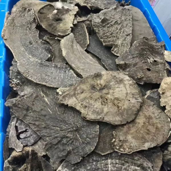 Natural OUD Agarwood raw material ideal for essential oils incense and high end perfume manufacturing industries globally