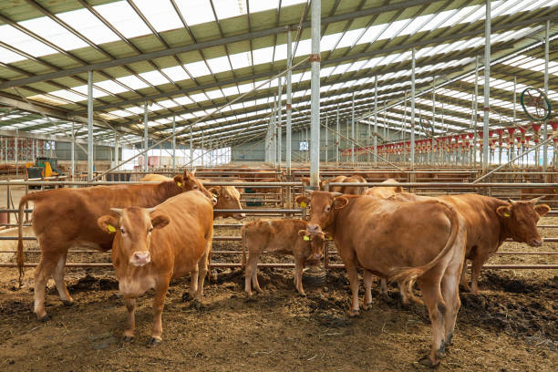 Galvanized Steel Rust Resistant Cattle Housing with Easy Assembly for Dairy and Beef Livestock Buildings