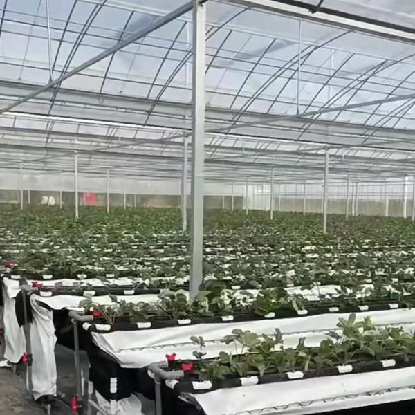 Multi-Span Film Greenhouse for Vertical Farming Package Size 50.00cm * 60.00cm * 50.00cm