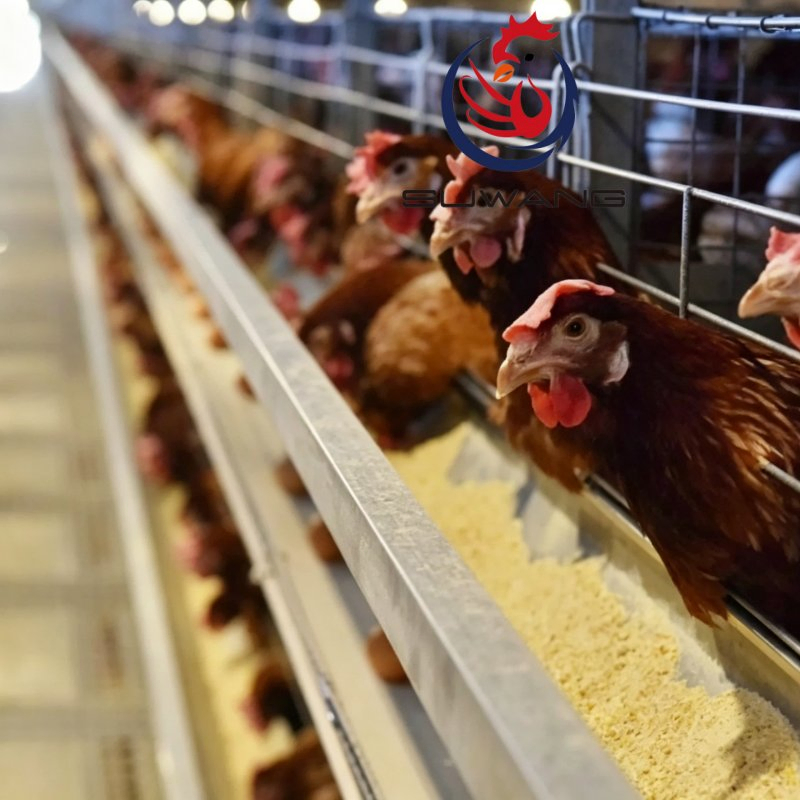 Galvanized Steel H Type Egg Chicken Cage Customizable Tiers For Poultry Farming