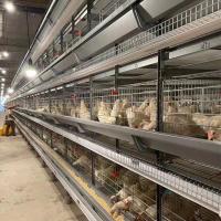 Type complètement automatique de la batterie H cage de poulet de couche pour étendre des fermes de poulet