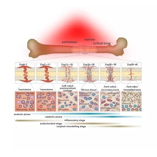 Терапия 880nm 660nm красного света машины терапией фотона пользы лошади кота собаки