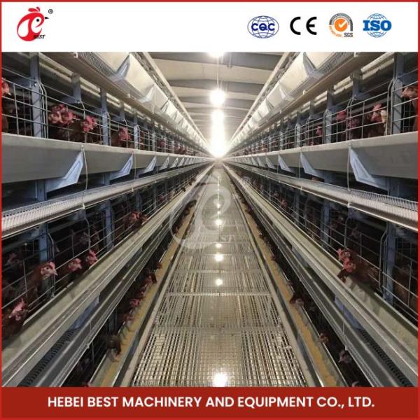 Poultry Farm Design Laying Hens Poultry Automatic Battery Cages 144 Birds For Sale Mia