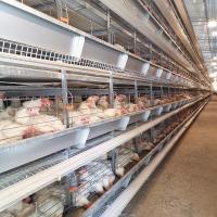 30000 cages de couche d'oeufs de poulet