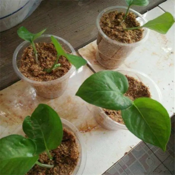 Культивировать древесину резца 504pcs деревьев 0.5mm к машине опилк