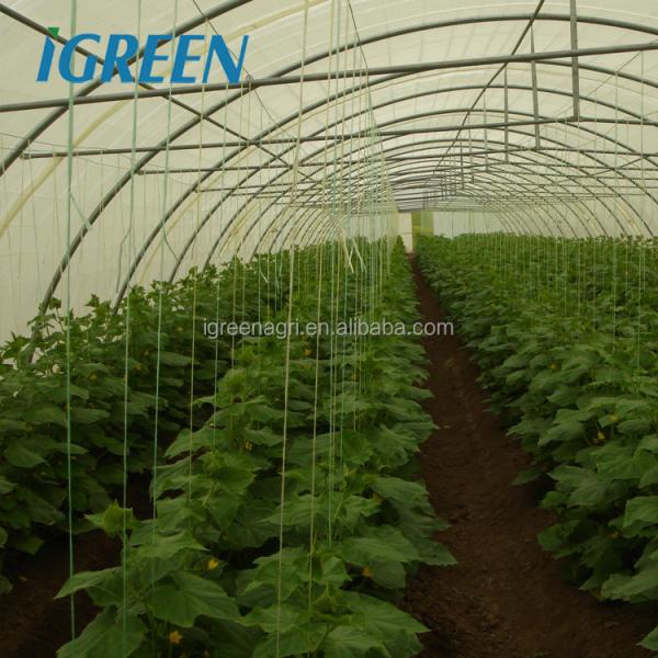 5m Roof Height Single Span Greenhouse Smart Chinese Style Greenhouse