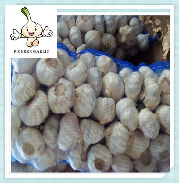fresh high quality natural garlic for sale quality china agriculture food