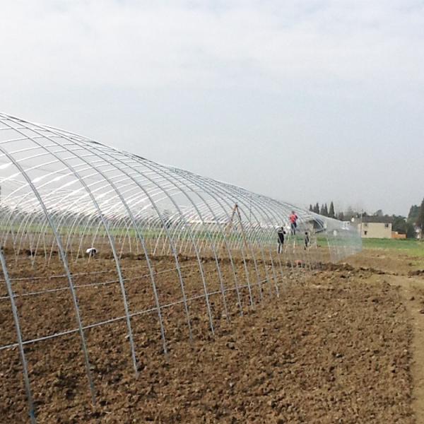 Гальванизированный парник фильма PE пяди железного каркаса одиночный для завода цветка