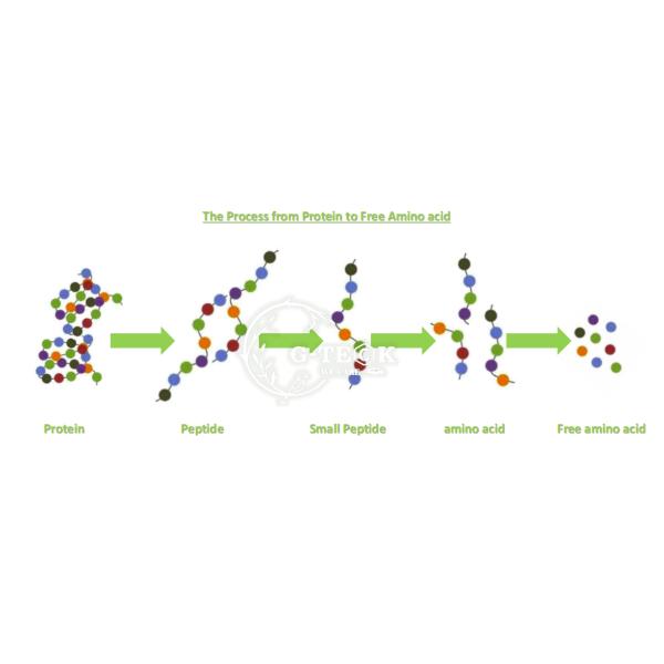 CAS 65072-01-7 90%-95% Powdered Soy Protein Organic Water Soluble
