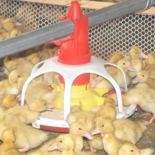 Al-Zn Coating 1.5mm Automatic Duck Feeder For Farm House Equipment