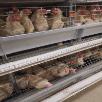 3-8 as séries encerraram a galinha que coloca a gaiola dos ovos, GV automatizaram o sistema da gaiola de bateria para camadas