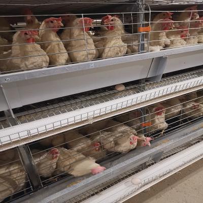 3-8 as séries encerraram a galinha que coloca a gaiola dos ovos, GV automatizaram o sistema da gaiola de bateria para camadas
