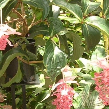 135cm Vintage Artificial Potted Floor Plants Natural Perennial Bonsai Rose Grape