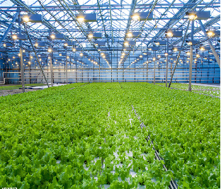 Large Size Hydroponic Farming Greenhouse For Vegetable Fruits Growth